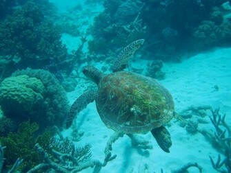 Great Barrier Reef Desktop Wallpaper