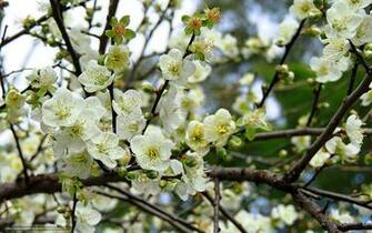 Wallpaper Flowering Fruit Tree Branch Desktop