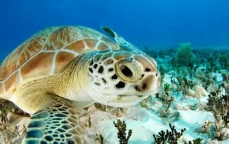 Touch Sea Turtle Live Wallpaper For Android Htc First New