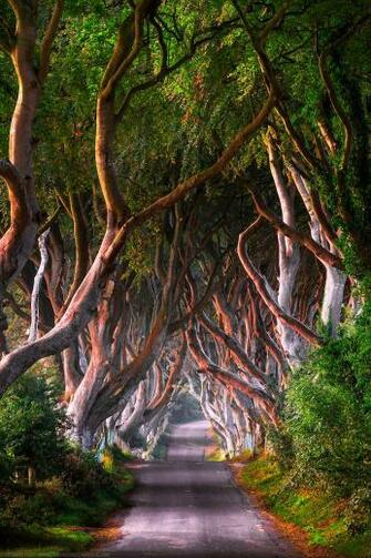 Sky Park Trees Wallpaper Gallery