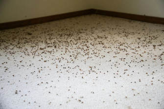 How Do You Get Rid Of Carpet Beetles Wallpaper