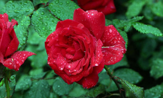 Freshly Watered Rose Wallpaper