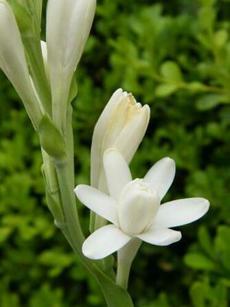Flowers Desktop Wallpaper Tuberose