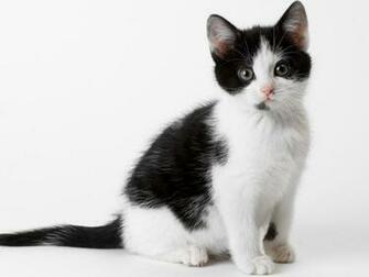Chaton Calico Wallpaper