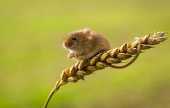 Wallpaper Mouse Spike Baby Image For Desktop Section