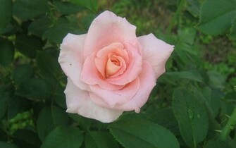 Widescreen Pink Roses Rose Full HD Desktop Wallpaper Wallinda
