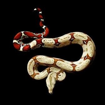 Vivid Snake Photos Come At A Cost Bite From Black
