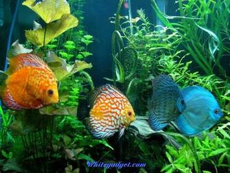 Tropical Fish Wallpaper Image Jpg
