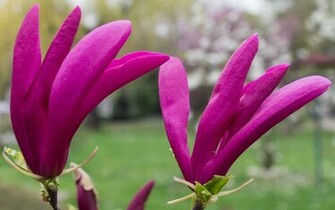 Purple Magnolias Wallpaper