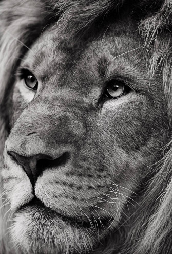Lion iPhone Wallpaper