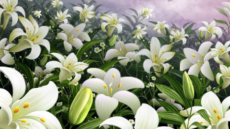 Lily Flower Wallpaper