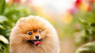 Cute Dogs Wallpaper