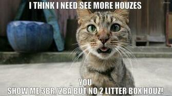 Cat Meme Quote Funny Humor Grumpy Wallpaper