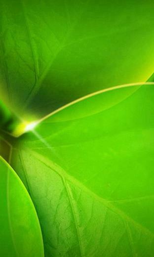 HD Green Leaves Plant Lg Phone Wallpaper Mobile Background