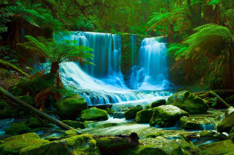 Beautiful Daintree Rainforest Wallpaper