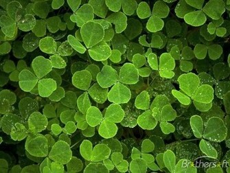 Wallpaper Clover C Ba L