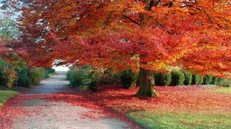 Fall Nature Background HD Wallpaper