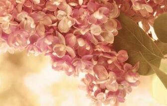 Personalized Mobile Screensavers Wallpaper Nature
