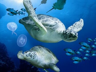 Beautiful Wallpaper Turtle HD