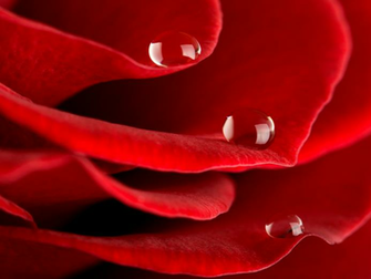 Water Drops On A Rose Wallpaper The Long Goodbye