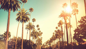 Palm Tree Sunset Wallpaper