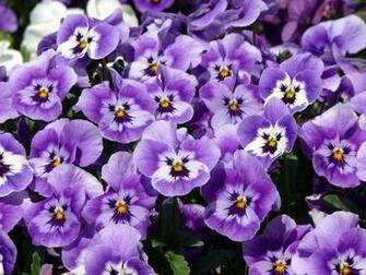 Pansy Wallpaper