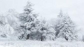Winter Scene Wallpaper