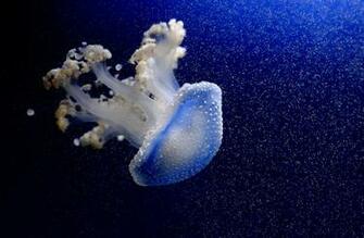 Jellyfish Computer Wallpaper Desktop Background Id