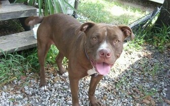 American Pit Bull Terrier Wallpaper