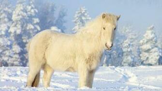 Yakutian Horse Picture For iPhone Blackberry iPad