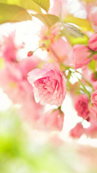 Cute Spring Phone Wallpaper