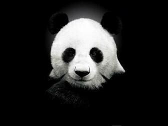 Giant Panda Black And White Wallpaper