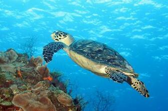 High Res Cozumel Mexico Wallpaper Ashley Buck