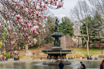 Angel Bethesda Fountain Central Park Magnolia