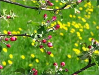 Apple Tree Wallpaper