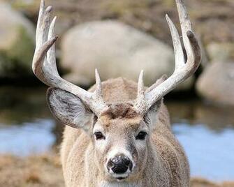 White Tailed Deer Desktop Wallpaper Pixels Andyslens