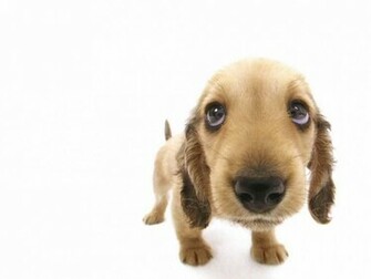 Funny Dog Wallpaper HD In Imageci