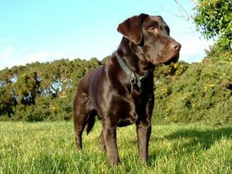Chocolate Lab Wallpaper By Colin Fichtner