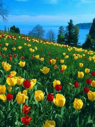 Field Of Tulips Germany HD Wallpaper