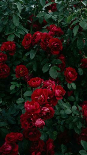 Red Rose Aesthetic Wallpaper iPhone Android Background
