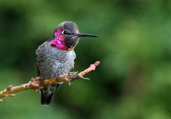Pure High Definition HD You Can Cool Desktop Image For