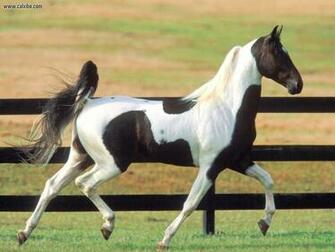 Animals Zoo Park Horse Wallpaper Photos Pictures