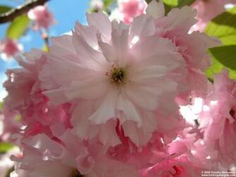 Gallery Old Wallpaper Photographic Flowers Jpg