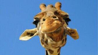 Giraffe Wallpaper