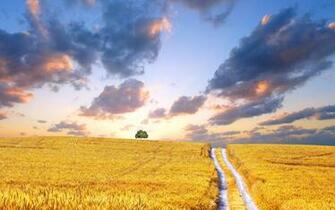 Description Yellow Corn Field Is A Hi Res Wallpaper For Pc Desktops