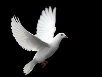 Cool High Quality Pix Dove Wallpaper For Your Computer