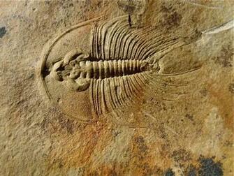 Olenellus Fowleri American Trilobite