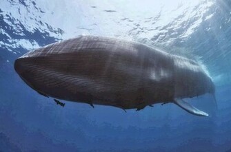 Blue Whale Wallpaper HD Click Image To