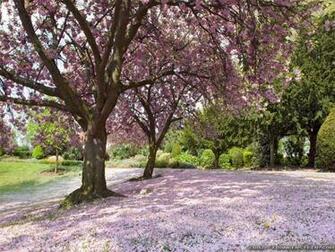 Trees In Spring Wallpaper Best HD
