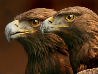 Shapeshifter Seductions Fly Like An Eagle